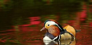 Dlaczego Izabela zgodziła się na wyprawę Kolumba?