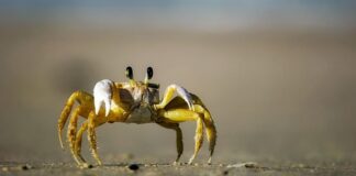 Czy można jeść kraby w Chorwacji?