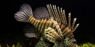 Ile kosztuje czołg Leopard 2?