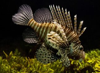 Ile kosztuje czołg Leopard 2? Ile kosztuje czołg Leopard 2?