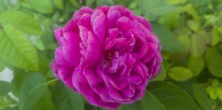 Czy w Stanach jest ZUS?