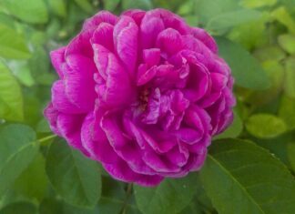 Czy w Stanach jest ZUS?