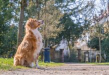 Co to jest burek w Chorwacji? Co to jest burek w Chorwacji?