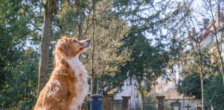 Co to jest burek w Chorwacji?