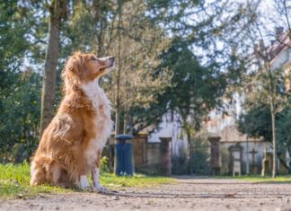 Co to jest burek w Chorwacji? Co to jest burek w Chorwacji?