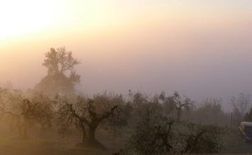 W jakim kraju najtrudniej zdać prawo jazdy?