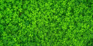 Jak odpowiedzieć na Good Morning?