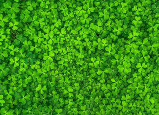 Jak odpowiedzieć na Good Morning?