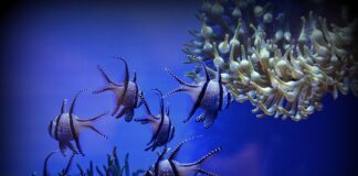 Czy do Wiednia potrzebna jest winieta?