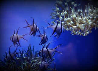 Czy do Wiednia potrzebna jest winieta?