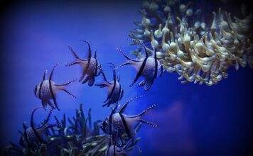 Czy do Wiednia potrzebna jest winieta?