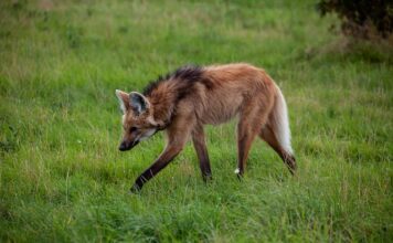 Po czym poznać że podobam się dziewczynie?