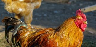 Ile zajmuje Obejście jeziora Bled?