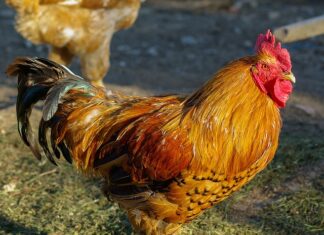 Ile zajmuje Obejście jeziora Bled?