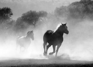 Czy można palić w Japonii?