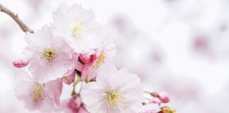 Kogo jest więcej na świecie?