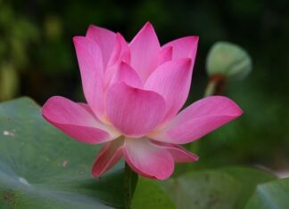 Dlaczego w Stanach mówi się po angielsku? Dlaczego w Stanach mówi się po angielsku?