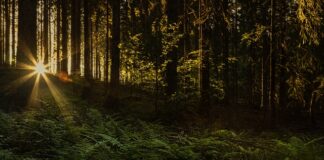 Jaki Wiking dotarł do Ameryki?