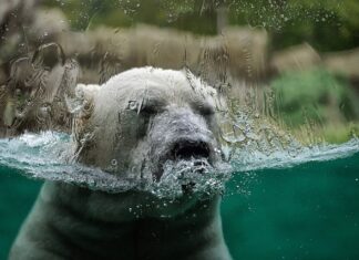 Jaki jest klimat w Ameryce? Jaki jest klimat w Ameryce?