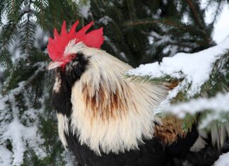 Co oznacza słowo Lach po ukraińsku? Co oznacza słowo Lach po ukraińsku?