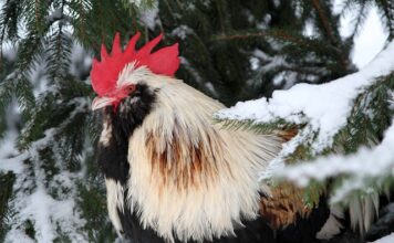 Co oznacza słowo Lach po ukraińsku?