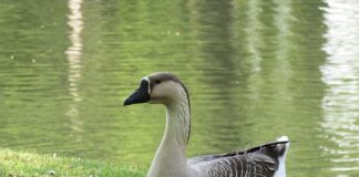 Dlaczego Chińczycy Mlaskają?