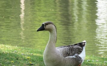 Dlaczego Chińczycy Mlaskają?