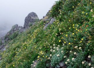 Czy w Japonii jest bieda?