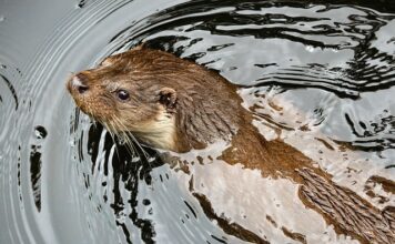 Ile kosztuje kuna chorwacka w kantorze?