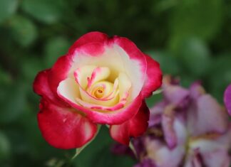 Kiedy odmowa ESTA? Kiedy odmowa ESTA?