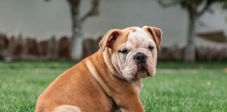 Ile czasu potrzeba aby nauczyć się angielskiego?