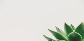 Ile wynosi minimalna pensja w USA?