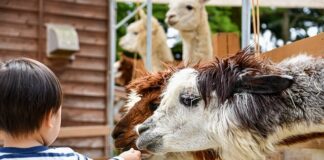 Ile kosztuje ranczo w Teksasie?