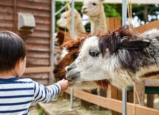 Ile kosztuje ranczo w Teksasie? Ile kosztuje ranczo w Teksasie?