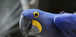 Jak nazywa się największa wyspa Ameryki?