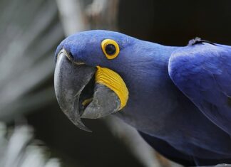 Jak nazywa się największa wyspa Ameryki?